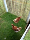 Chooks in a shed Royalty Free Stock Photo