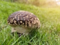 Choose focus. Poisonous mushrooms. Brown, rough skin. Up in the middle of the outdoor lawn, warm light.