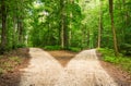 Choose the way in green forest landscapce Royalty Free Stock Photo