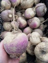 Choosing a turnip at the market