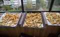 Chopped apples to dry on the balcony at home. Apple harvest and processing. Selective focus