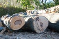 Chopped beech log Royalty Free Stock Photo