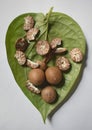 Chopped betelnut and betel leaf Royalty Free Stock Photo