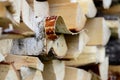 Chopped birch firewood in woodpile in summer Royalty Free Stock Photo