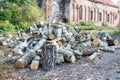 Chopped birch logs in the yard