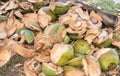 Chopped Coconuts on the Beach