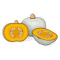 Chopped Crown Prince Squash. Clipart.