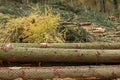 Chopped down logs in a forest