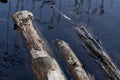 Chopped down logs in the water Royalty Free Stock Photo