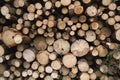 Chopped down pine logs heap