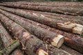 Chopped down pine tree logs