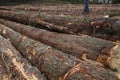 Chopped down pine trees logs Royalty Free Stock Photo