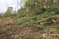 Chopped down trees in a forest Royalty Free Stock Photo