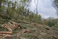 Chopped down trees in a forest Royalty Free Stock Photo