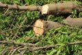 Chopped down and uprooted tree logs and branches display after a natural disaster super cyclone `UmPun` at India, May Royalty Free Stock Photo