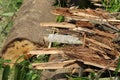Chopped down and uprooted tree logs and branches display after a natural disaster super cyclone `UmPun` at India, May Royalty Free Stock Photo