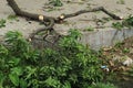 Chopped down and uprooted tree logs and branches display after a natural disaster super cyclone `UmPun` at India, May