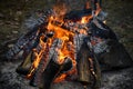 Chopped dry firewood burns in a fire in nature Royalty Free Stock Photo