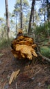 Chopped fall tree in the forest