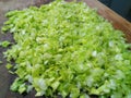 Chopped green spring onions on a wet wooden chopping board Royalty Free Stock Photo