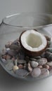 Chopped In Half Coconut On A Colored Sea Stones Inside Glass Vase Royalty Free Stock Photo