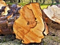 Chopped Log From Large Tree In Crookham, Northumberland, UK Royalty Free Stock Photo