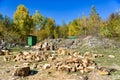 Chopped logs firewood on ground in back yard Royalty Free Stock Photo