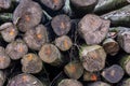 Chopped Logs Marked Industry Transportation Forest Deforestation