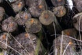 Chopped Logs Marked Industry Transportation Forest Deforestation