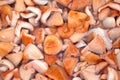 Chopped mushrooms top view closeup Royalty Free Stock Photo