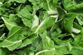 Chopped raw chard leaves