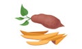 Chopped Sweet Potato or Batata as Large Starchy, Sweet-tasting Root Vegetable Vector Set