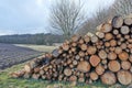 Chopped tree logs stacked on a field with copyspace. Rustic nature landscape with stumps of firewood in a lumberyard Royalty Free Stock Photo
