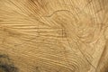 Chopped tree trunk background Royalty Free Stock Photo