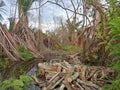 Chopped Trees and Flooded Forests in Kalimantan