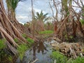 Chopped Trees And Flooded Forests