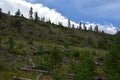 Chopped Trees on a Mountain