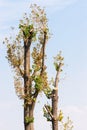Chopped trees in the park against blue sky. Royalty Free Stock Photo