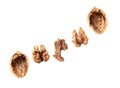 Chopped walnut isolated white background Royalty Free Stock Photo