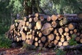 Chopped wood logs for sale in forest for biomass fuel energy Royalty Free Stock Photo