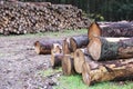 Chopped wood logs for sale use in fire place at home stored on forest woods green biomass energy Royalty Free Stock Photo