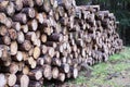 Chopped wood logs for sale use in fire place at home stored on forest woods green biomass energy Royalty Free Stock Photo