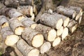 Chopped wood logs for sale use in fire place at home stored on forest woods green biomass energy Royalty Free Stock Photo