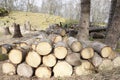 Chopped wood logs for sale use in fire place at home stored on forest woods green biomass energy Royalty Free Stock Photo