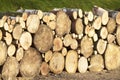 Chopped wood logs for sale use in fire place at home stored on forest woods green biomass energy Royalty Free Stock Photo