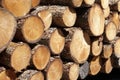 Chopped wood logs for sale use in fire place at home stored on forest woods green biomass energy Royalty Free Stock Photo