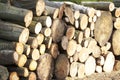 Chopped wood logs for sale use in fire place at home stored on forest woods green biomass energy Royalty Free Stock Photo