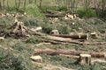 Chopped wood logs stack for fire place at home on forest woodlands green biomass energy Royalty Free Stock Photo