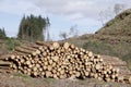 Chopped wood logs stack for fire place at home on forest woodlands green biomass energy Royalty Free Stock Photo