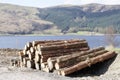 Chopped wood logs stack for fire place at home on forest woodlands green biomass energy Royalty Free Stock Photo